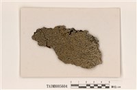 藏品(亞玄黃緣齒梅衣)的圖片